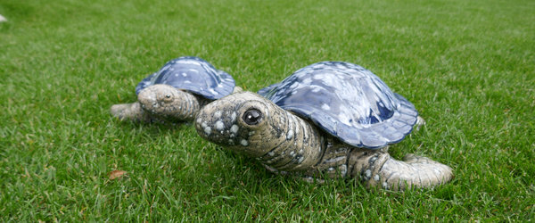 Kategorie Schildkröten